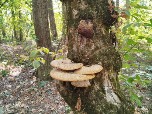 Dryad's Saddle
