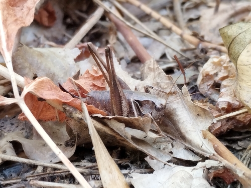 Dark Bush-cricket