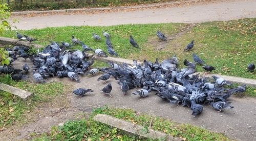 Feral Pigeon