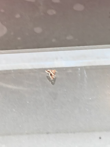 Hawaiian Beet Webworm Moth