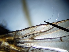 Sarcofahrtiopsis paterna
