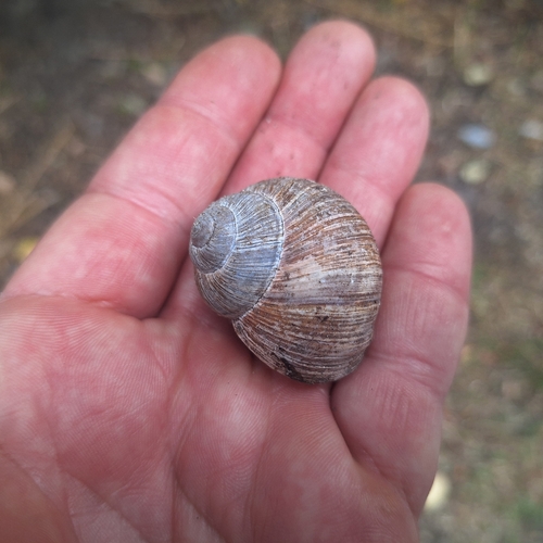 Roman Snail