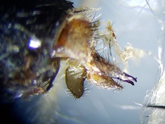 Sarcofahrtiopsis paterna