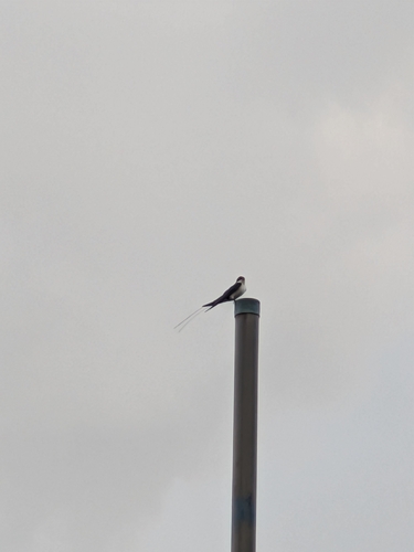Wire-tailed Swallow