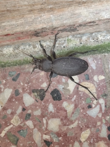 Leather Beetle