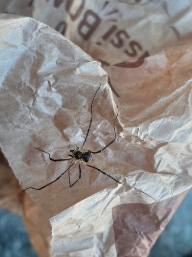 Saddleback Harvestman