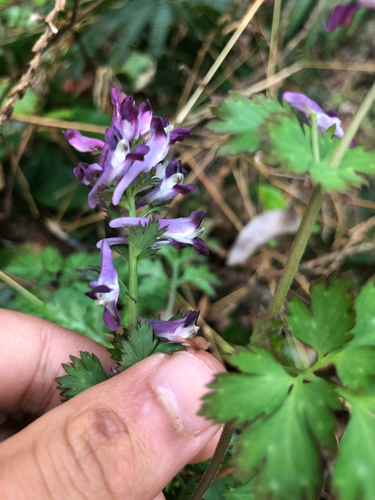 Corydalis incisa, photograph 1