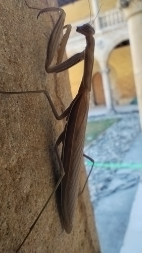European Mantis