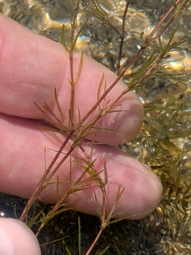 Najas guadalupensis