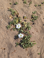 Ipomoea imperati, photograph (c) Keith Williams, some rights reserved (CC BY)