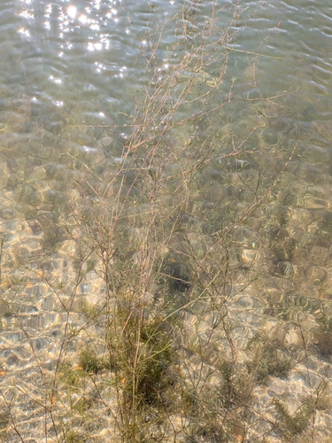Najas guadalupensis, photograph 2