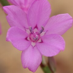 Watsonia marginata, photograph author not stated, no rights reserved