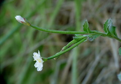 Epilobium pubens