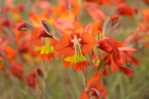 Gladiolus alatus, photograph 5