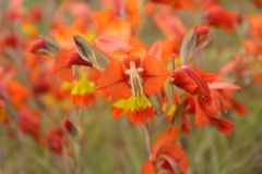 Gladiolus alatus, photograph author not stated, no rights reserved