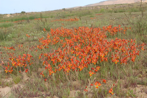 Gladiolus alatus, photograph 3