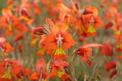 Gladiolus alatus, photograph author not stated, no rights reserved