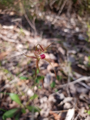 Image of Caladenia ferruginea by (c) Em Lamond, some rights reserved (CC BY)