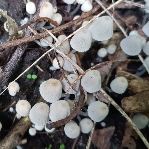 Trooping Crumble Cap