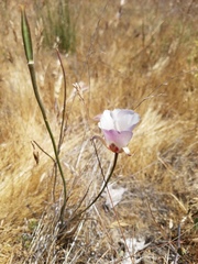 Calochortus simulans