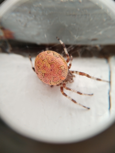 Marbled Orbweaver