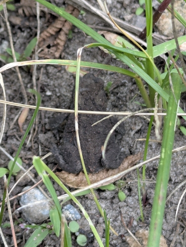 European Toad