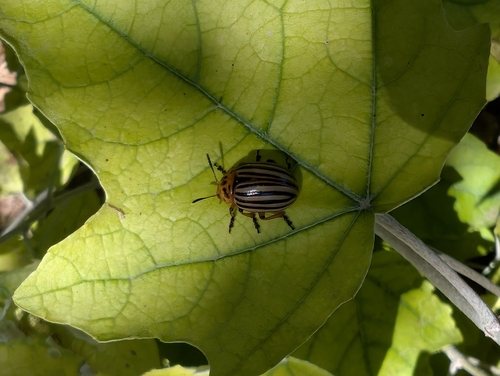 Colorado Potato Beetle