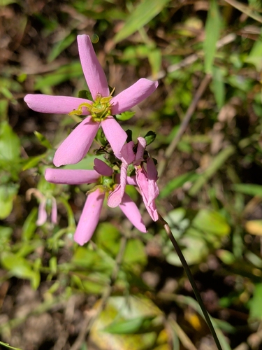 Sabatia angularis