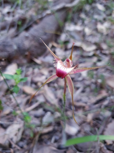 Image of Caladenia ferruginea by (c) Em Lamond, some rights reserved (CC BY)