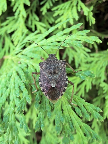 Brown Marmorated Stink Bug