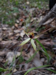Caladenia macrostylis