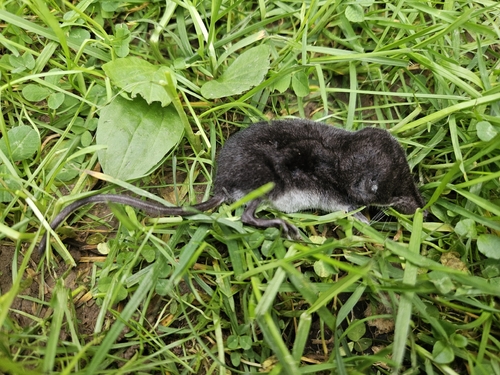 Eurasian Water Shrew