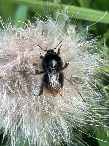 Red-tailed Bumble Bee