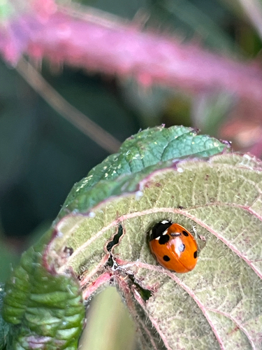 Seven-spotted Lady Beetle