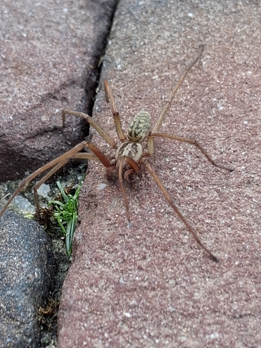 Giant House Spider