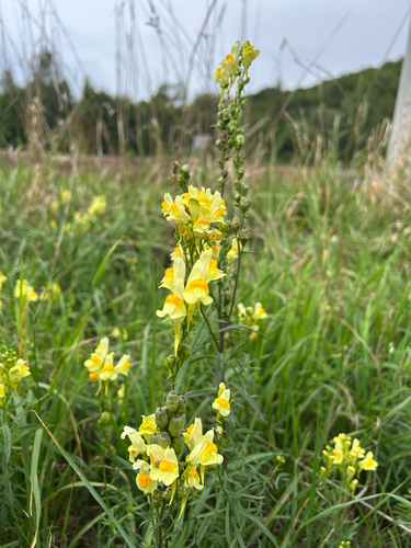 common toadflax