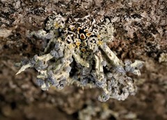 Niebla cephalota