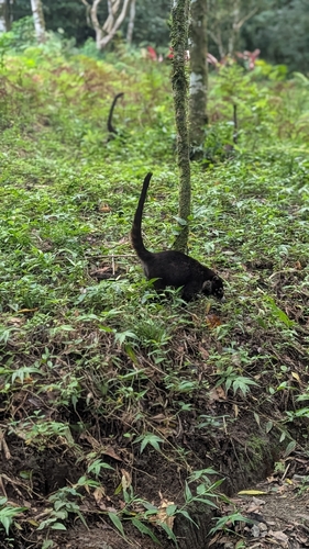 White-nosed Coati observed by meiling5