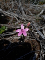 Elythranthera emarginata