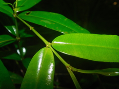 Qualea