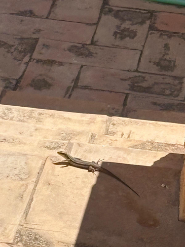 Large Psammodromus