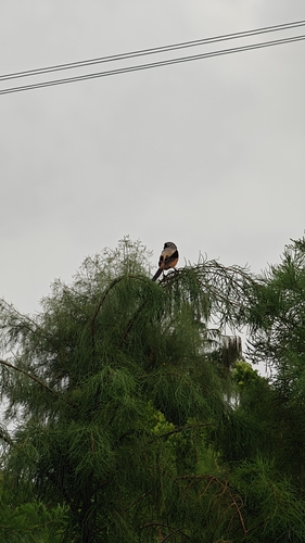 Long-tailed Shrike