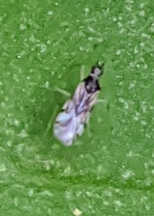 Dicyphus hesperus