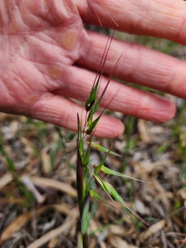 longflower veldtgrass