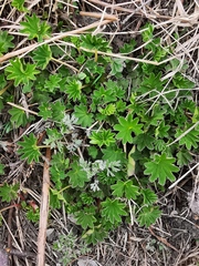 Alchemilla subcrenata