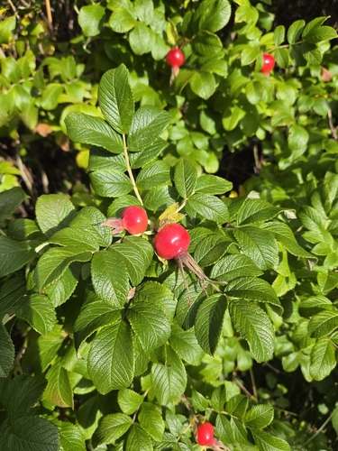 rugosa rose