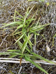 Commelina erecta erecta