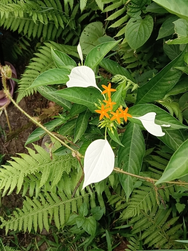 Mussaenda frondosa observed 2026-09-15