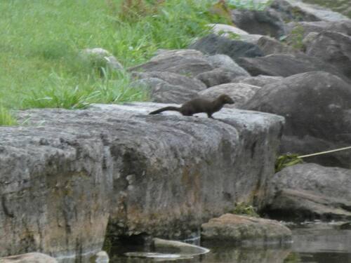 American Mink observed by rickrosatte
