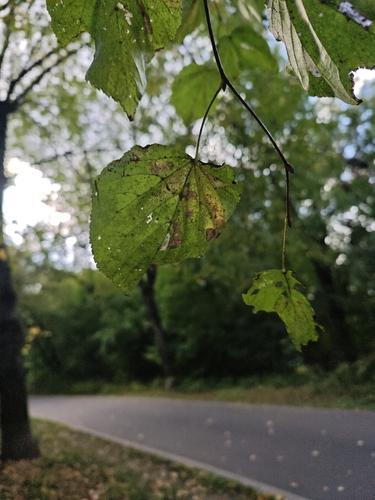 Наблюдение на iNaturalist